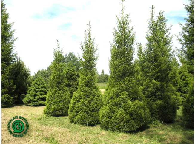 Picea abies   'Silakrogs'